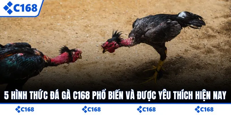 5 hình thức đá gà C168 phổ biến và được yêu thích hiện nay